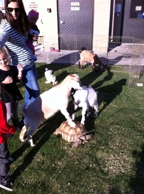 Gentle Zoo